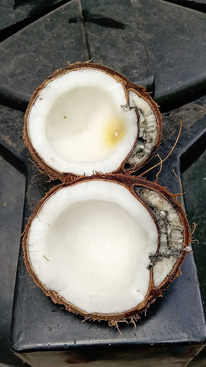 Twin coconut 🥥🌴