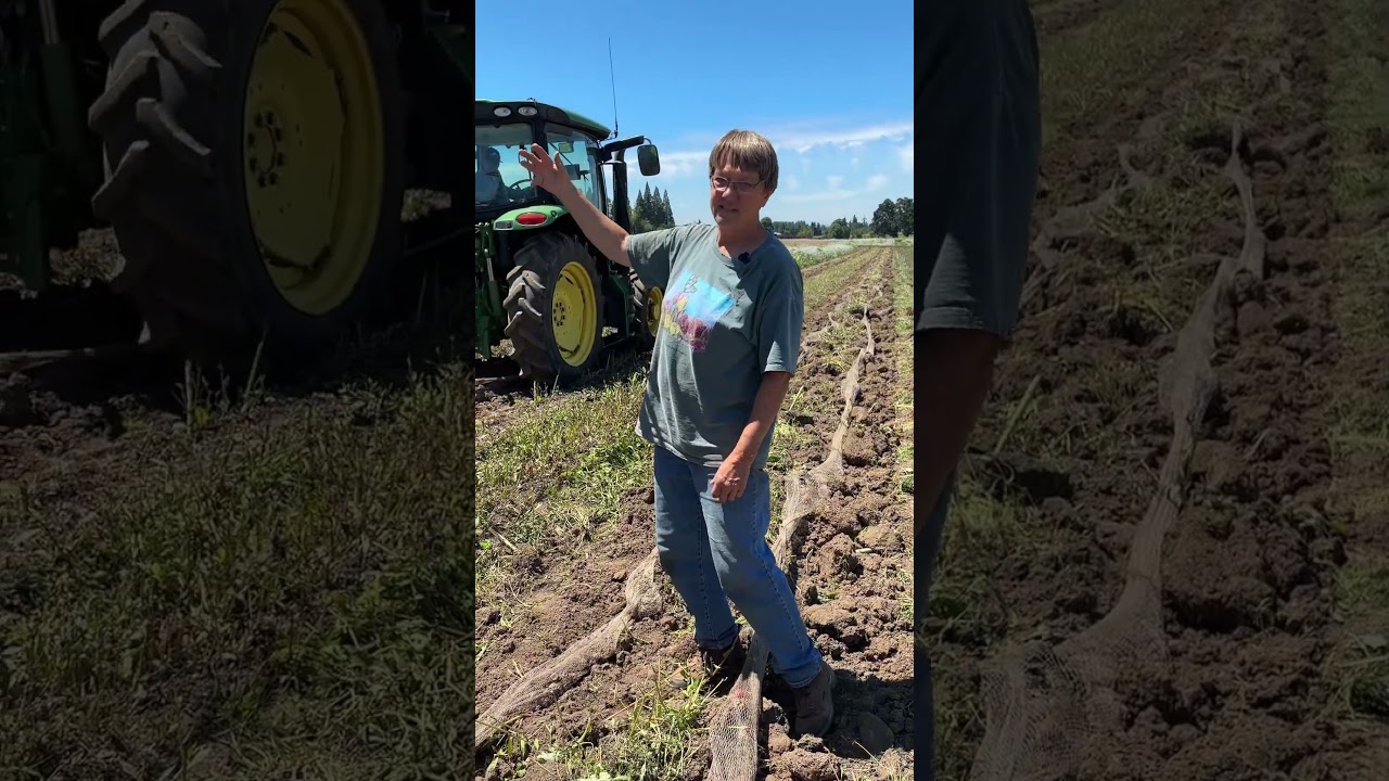 Part 2: Digging Tulip Bulbs at Wooden Shoe Tulip Farm