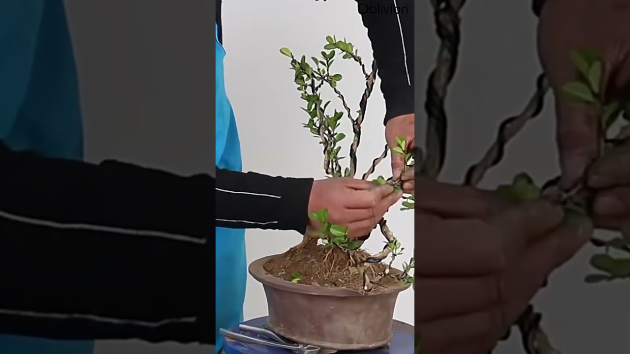 Cloth Drying Wire – High Quality Multi-Purpose Wire (25 Meter)🔖 SKU: 7404 | Rs. 399.00