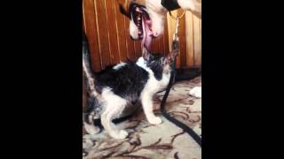 Murphy Flekica - American Staffordshire Terrier And Cat
