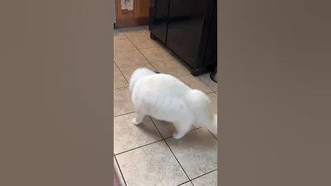 Watch the video about Ragdoll playing ❤️#animallover #ragdolls #catlover #cats #petlover #ragdoll