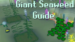 Osrs Guide To Farming Giant Seaweed For Profit Or Pet