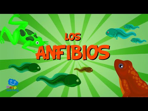 Video: ¿Quiénes tienen en común todos los anfibios?