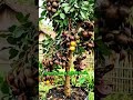 Difference between planting seeds and grafting #shorts #reaction #education