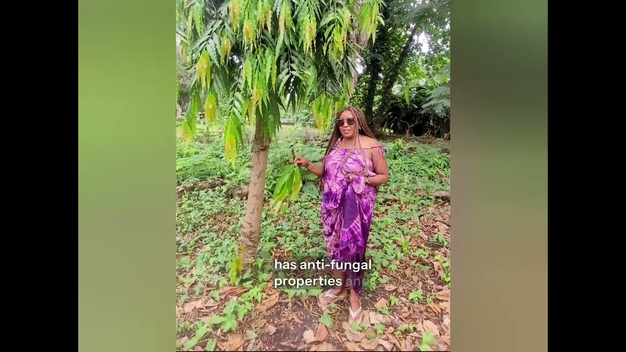 Before You Use It 🌿 Understanding the False Ashoka Tree (Polyalthia longifolia) 