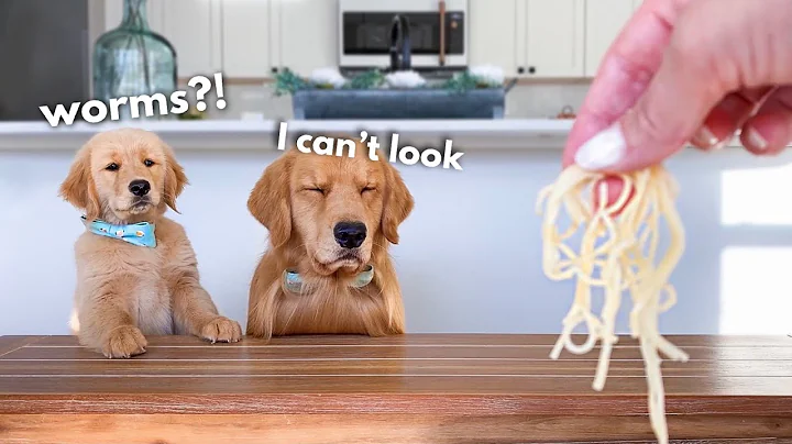 Dog Reviews Food With Son | Tucker Taste Test 22 - DayDayNews