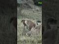 Puma Cazando | Torres del Paine |   #wildanimals #wildlife #nature #animals #cat #cougars