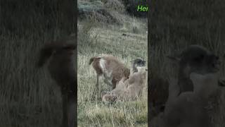 Puma Cazando | Torres del Paine |   #wildanimals #wildlife #nature #animals #cat #cougars