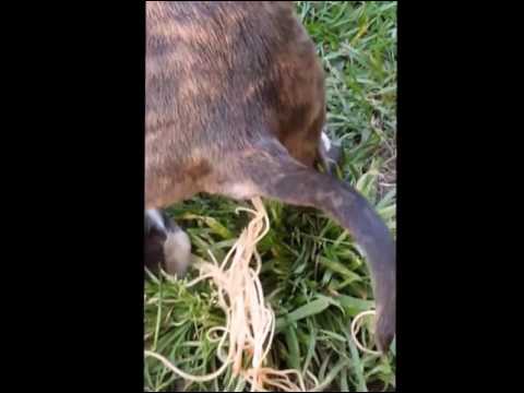 วีดีโอ: พยาธิตัวตืดในสุนัข