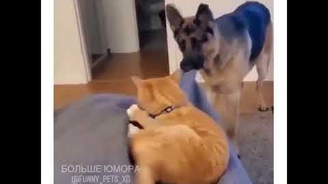 Пес поставил кота на место | Приколы с животными  | TikTok | #shorts
