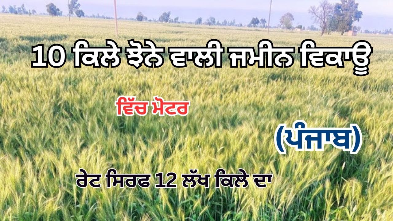 10 ਕਿਲੇ ਝੋਨੇ ਵਾਲੀ ਜਮੀਨ ਵਿਕਾਊ ਵਿੱਚ ਮੋਟਰ ਰੇਟ ਸਿਰਫ 12 ਲੱਖ ਕਿਲੇ ਦਾ ਪੰਜਾਬ