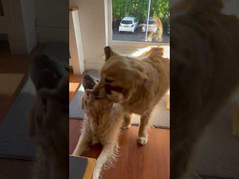 A week in the life of Paul Bradford behind the scenes 🎂🐶