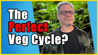 Por quanto tempo devo manter minhas plantas de cannabis na fase vegetativa