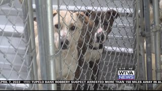 Amory Humane Society has its hands full with cats dogs snakes and pigs