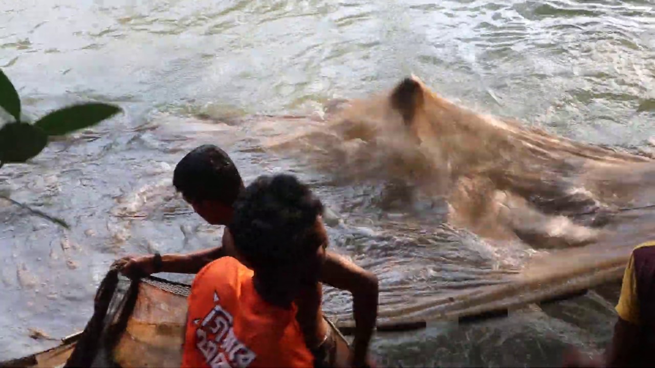 Best Fish Catching Video In Village Mud Water Pond || Hunting Fish By ...