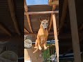 Mami Dog MamSinggl DogSiggell 