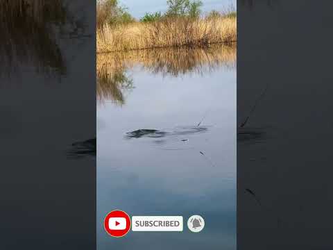 Карпик клюнул на поплавок #fishing #рыбалка #shorts