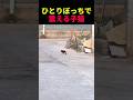 ひとりぼっちで震える子猫 #動物 #ペット #かわいい #癒し #animals #猫 #子猫
