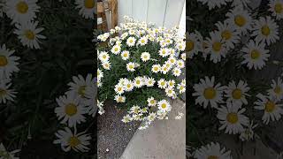 💥BOOM💥 then daisies happened 🤩 #oregon #shorts #silverlake #garden #daisies