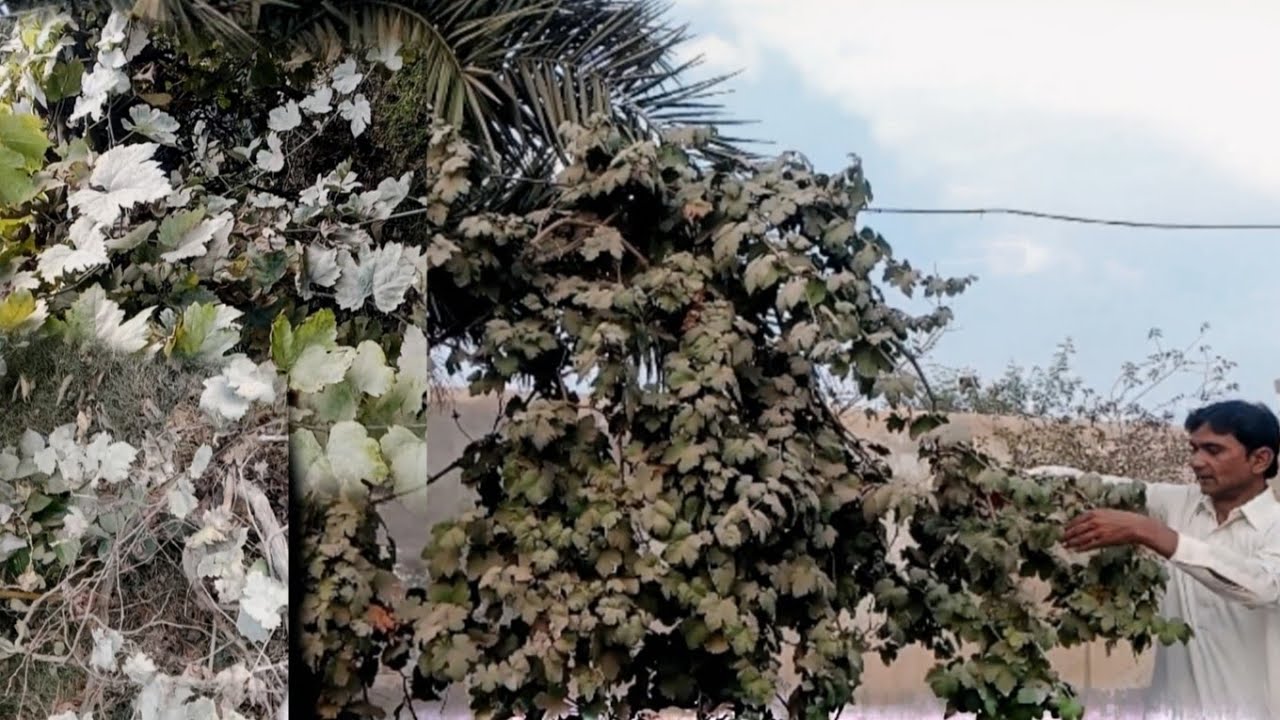 Grow grapes at home for free (maintaining tips)