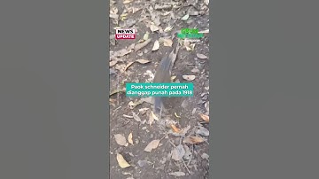 Pendaki Diikuti Burung Langka Paok Schneider Endemik Pulau Sumatera