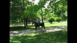 MVI_0297.AVI - BLUE & MARK  - Walk - Gait