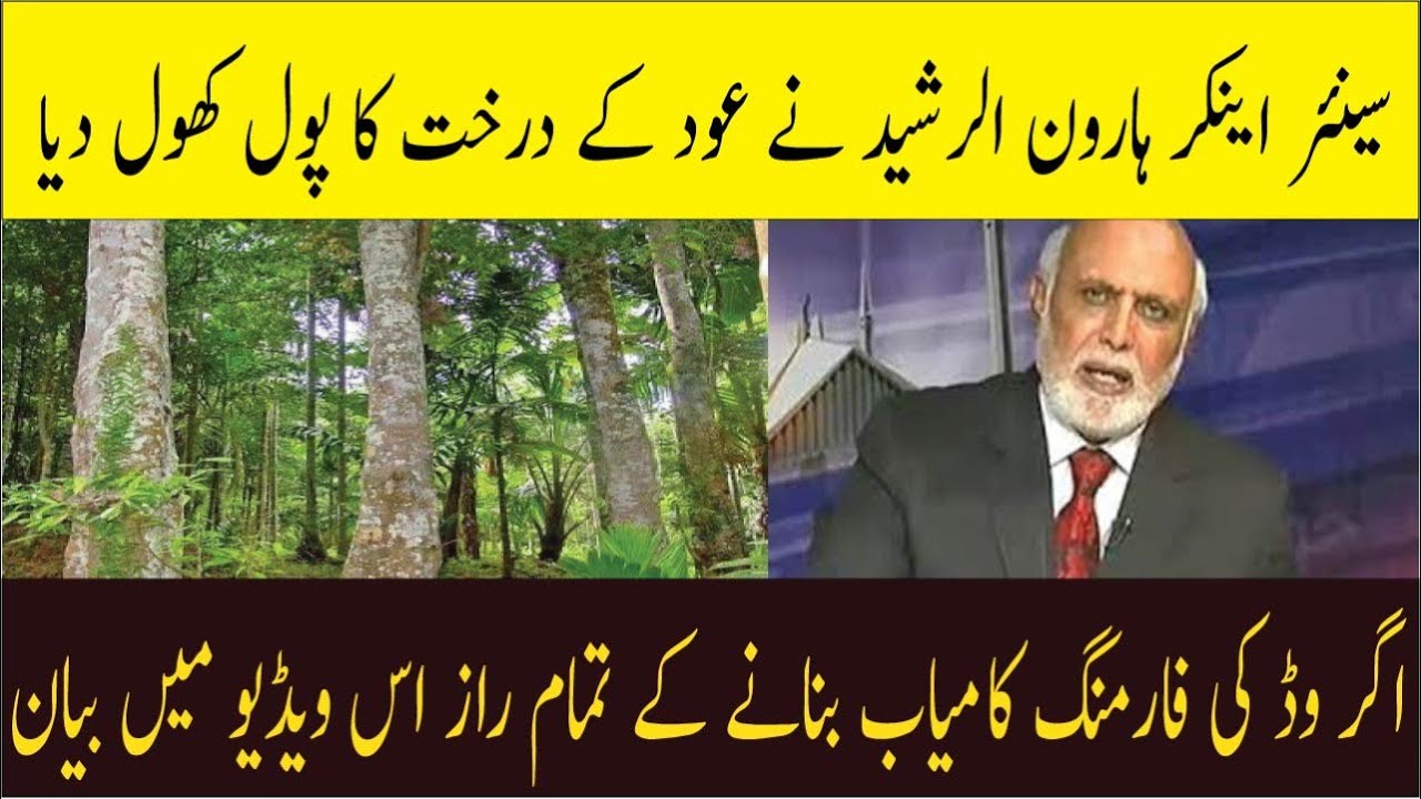 Agarwood Farming How to Grow Oud Plant Agarwood Plant in Pakistan