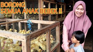 BORONG SEMUA ANAK BEBEK YANG ADA DI PASAR  TERNAK BEBEK || Kenzie Vlog