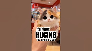 ASTAGA 💥 Ada Kucing Dimana-mana 🙀😹 #shorts #short #kucing #kucinglucu #cat #catlovers #funny #cute