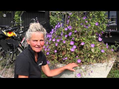 Video: Pleje af vinterjasmin - information om vinterjasmin og dyrkningstips