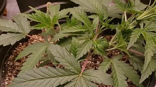 GROW GARAGE - How To Low Stress Train - Part 1