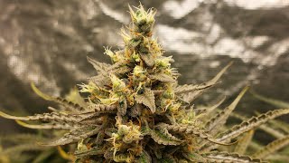 AUTO VERTIGO - PARADISE SEEDS SEGUIMIENTO COMPLETO DE SEMILLA A COSECHA 