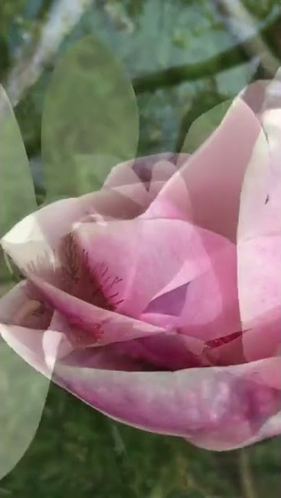 Magnolia