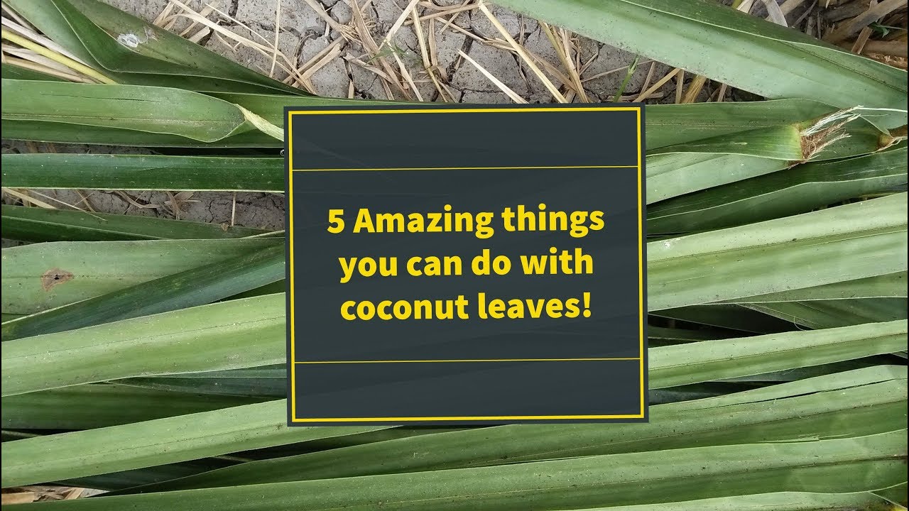 5 amazing things you can do with coconut leaves The Millennial Farmer PH YouTube