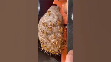 Wasps That Are Actually Nice 