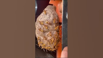 Wasps That Are Actually Nice