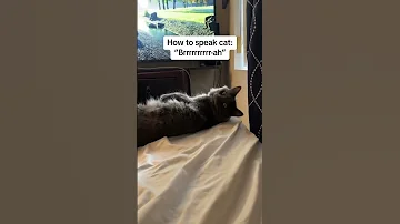 Мужчина изобрёл кошачий язык для людей 🥰