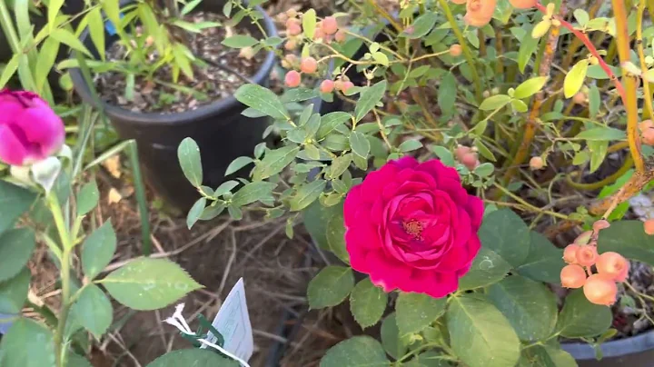 Floribunda roses Celestial night by Bedard