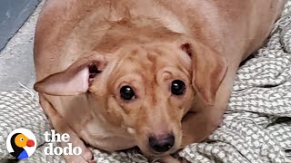 30-Pound Chiweenie Needed To Lose Half Her Body Weight | The Dodo