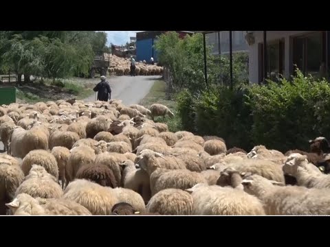 Video: Si Të Shesësh Një Kafshë