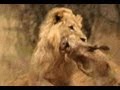 Vuyani Safari Lodge - Lion Kill - Warning Animal Violence!