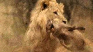 Vuyani Safari Lodge - Lion Kill - Warning Animal Violence!