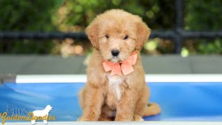 Ms Peach - Goldie/Chito Litter - For Sale Video by Euro Goldendoodles 108 views 2 weeks ago 1 minute, 52 seconds