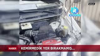 Fare Ile Konuşan Adam Araca Sıkışanfareyiçıkarttı Ündem