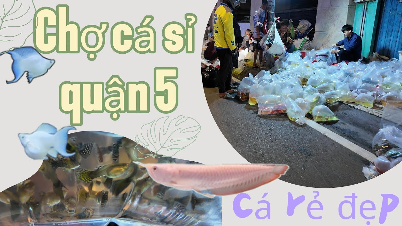 Chợ cá sỉ quận 5 gặp ngày cá rẻ đẹp #aquarium #channa #caloccanh #luuxuantin #chocaluuxuantin #fish