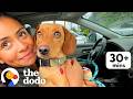 30+ Minutes Of The Most Heartwarming Foster And Adoption Stories We've Ever Seen | The Dodo