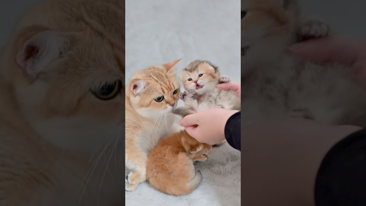 帝王切開で生まれた子猫たち、目が開きました🐾 - YouTube