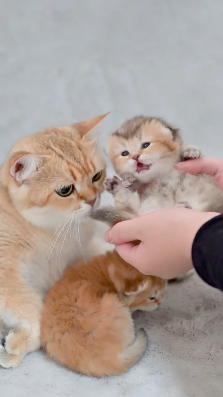 帝王切開で生まれた子猫たち、目が開きました🐾 - YouTube