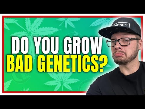 Kushlato Genetics