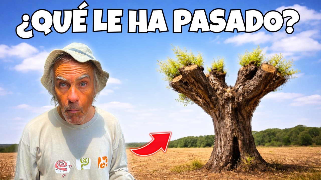 El secreto detrás de estos árboles tan extraños (trasmocho)